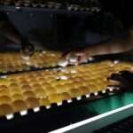 Fresh Farm Eggs | PKH Poultry Farm viber_image_2026-02-28_17-13-54-176