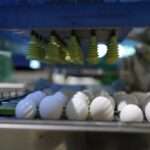 Fresh Farm Eggs | PKH Poultry Farm viber_image_2026-02-28_17-14-43-393