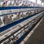 Fresh Farm Eggs | PKH Poultry Farm viber_image_2026-03-02_12-50-13-805