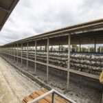 Fresh Farm Eggs | PKH Poultry Farm viber_image_2026-03-02_12-50-32-452