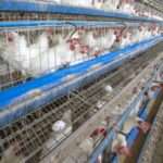 Fresh Farm Eggs | PKH Poultry Farm viber_image_2026-03-02_12-50-52-695