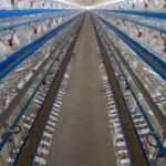 Fresh Farm Eggs | PKH Poultry Farm viber_image_2026-03-02_12-51-26-145